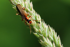 Podabrus alpinus