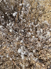 Micropus californicus