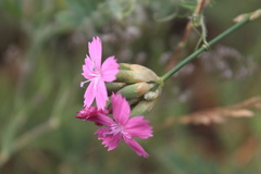 Dianthus polymorphus