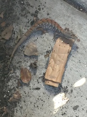 Elgaria multicarinata