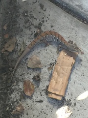 Elgaria multicarinata