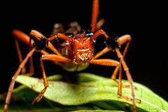 Atelopteryx compsoceroides