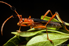 Atelopteryx compsoceroides