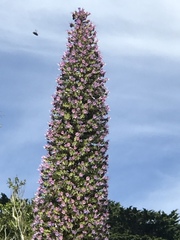 Echium pininana
