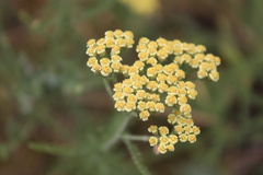 Achillea × submicrantha