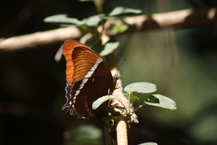 Siproeta epaphus epaphus