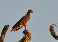 Coracopsis vasa vasa