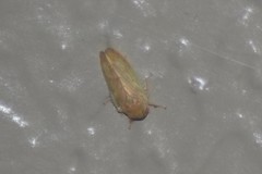 Polana quadrinotata