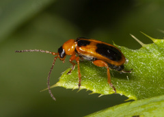 Phyllobrotica decorata