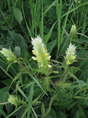 Melampyrum argyrocomum
