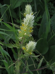 Melampyrum argyrocomum