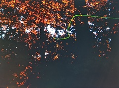 Lamprohiza splendidula