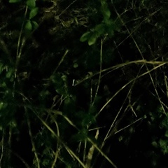 Lamprohiza splendidula