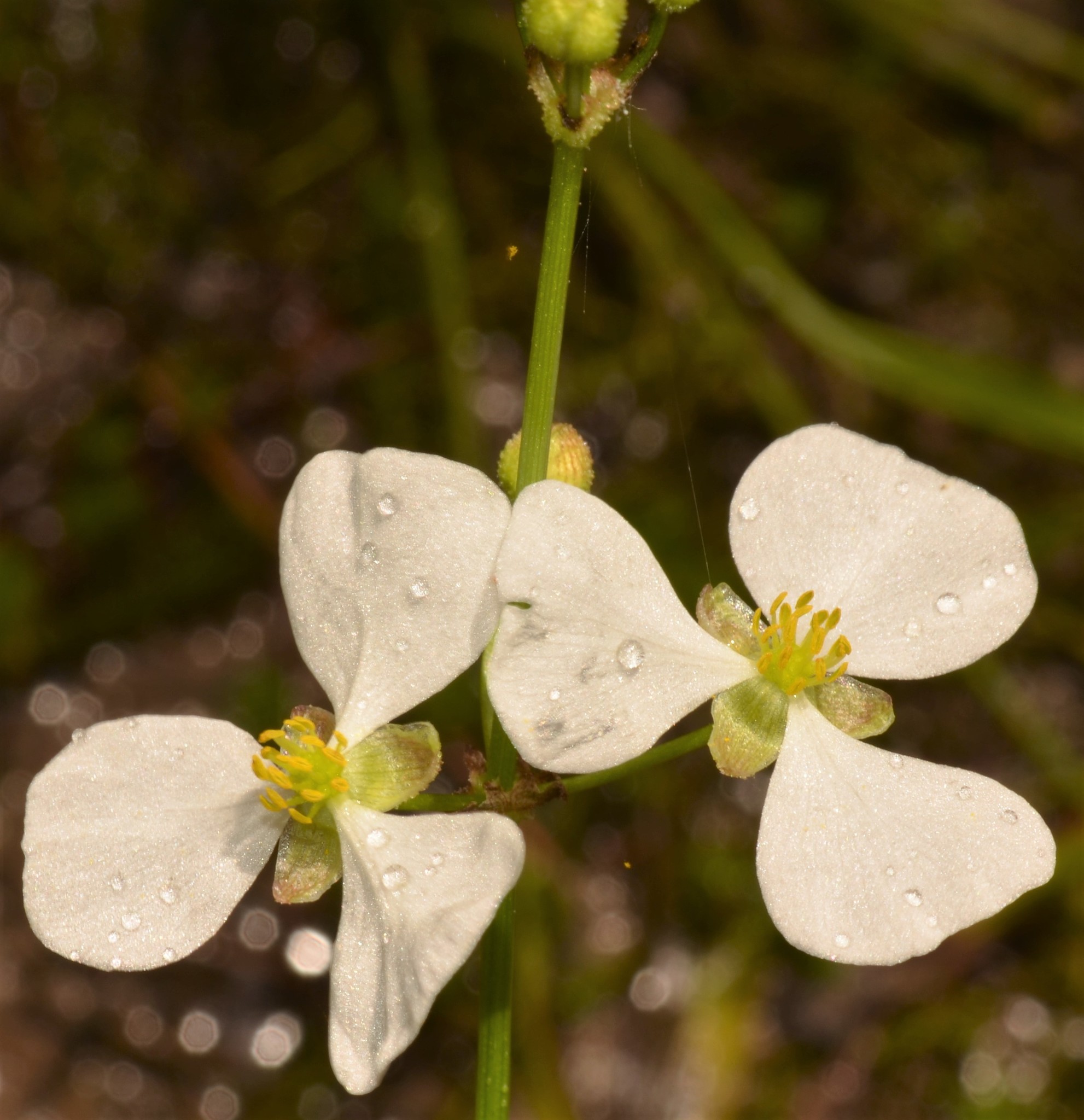 Sagittaria papillosa