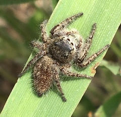 Phidippus princeps