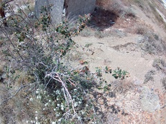 Cotoneaster tauricus
