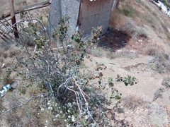 Cotoneaster tauricus