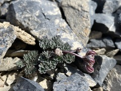 Cymopterus goodrichii