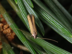 Batrachedra pinicolella