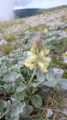 Hedysarum candidum