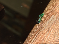 Chrysis smaragdula
