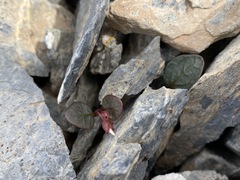 Claytonia umbellata