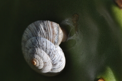 Kalidos griffithshauchleri