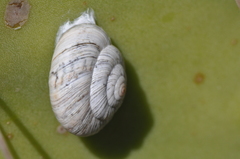 Kalidos griffithshauchleri