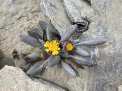 Packera werneriifolia