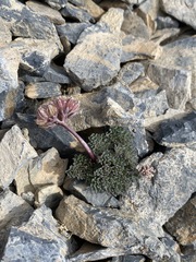 Cymopterus goodrichii