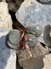 Claytonia umbellata