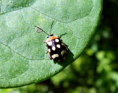 Alagoasa trifasciata