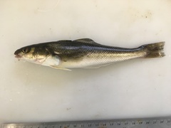 Eleginops maclovinus