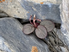 Claytonia umbellata