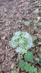 Allium decipiens quercetorum
