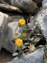 Packera werneriifolia