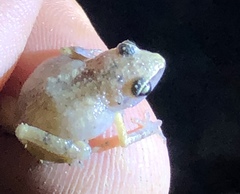 Eleutherodactylus rufescens