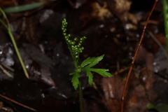 Botrychium angustisegmentum