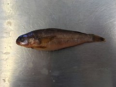 Maori Cod photo 1