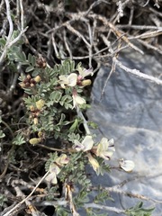 Astragalus platytropis