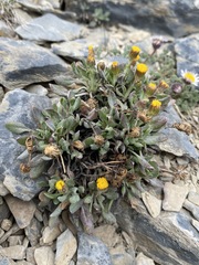 Packera werneriifolia