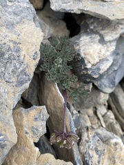 Cymopterus goodrichii