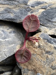 Claytonia umbellata
