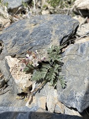 Astragalus platytropis