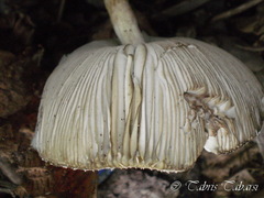 Macrolepiota