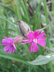 Silene dioica