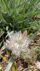 Convolvulus calvertii