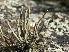 Cladonia subradiata