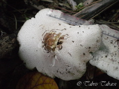 Macrolepiota