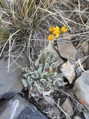 Packera werneriifolia